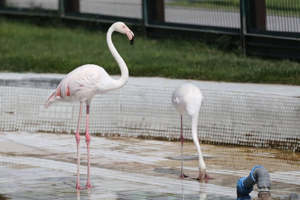 <p>Her yıl yüz binlerce vatandaşın ziyaret ettiği Kayseri Büyükşehir Belediyesi Hayvanat Bahçesi, özellikle yeni açılan diğer illerdeki hayvanat bahçeleri için "üretme çiftliği" niteliğinde. Son bir yılda farklı türlerden yaklaşık 300 hayvan, buradan Türkiye'nin değişik bölgelerindeki hayvanat bahçelerine gönderildi.</p>
