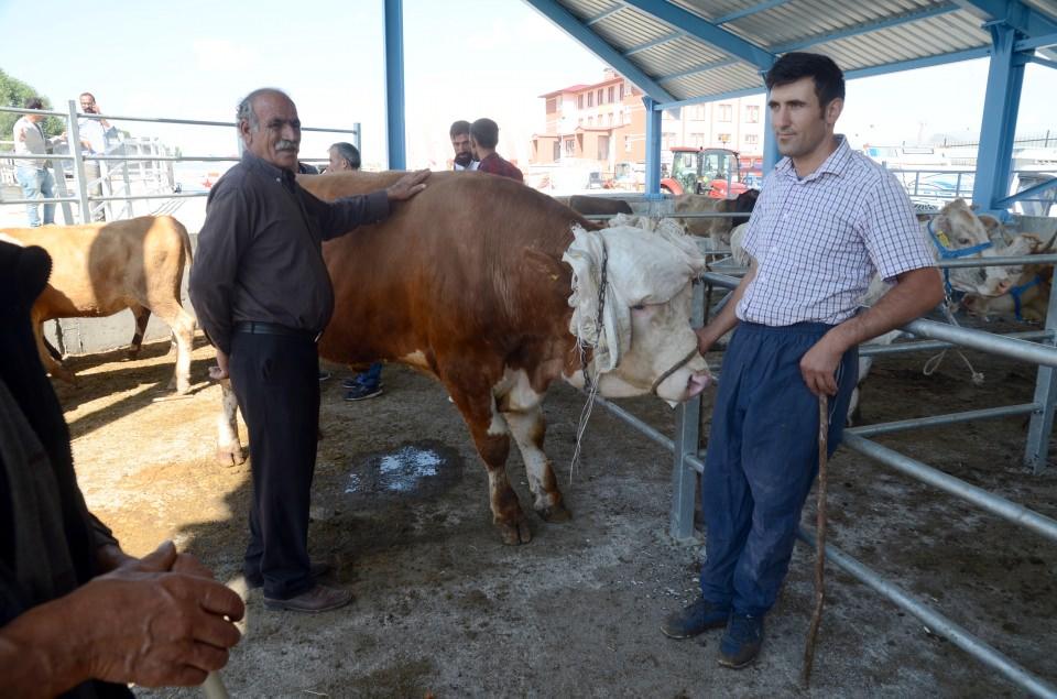 <p>Canlı kilo fiyatının düşük olduğunu savunan Çamlı, "Devletimiz sağ olsun destek veriyor ama bu seneki canlı kilo ile geçen seneki canlı kilo fiyatı aynı olmamalı. Geçen sene yemin torbası 50 liraydı şimdi 80 liradan alıyoruz. Canlı kilo fiyatı geçen sene 18 liraydı, bu sene de 18 lira." şeklinde konuştu. </p>

<p> </p>

