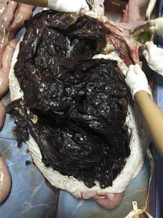 <p>Uzmanlar plastik poşetlerin balinanın herhangi bir besleyici yiyecek yemesini imkansız hale getirdiğini belirtti. </p>
<p> </p>