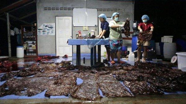 <p>Deniz biyoloğu olan Thon Thamrongnawasawat, "Midenizde 80 plastik torba varsa, ölürsünüz" derken her yıl bölgede 300 deniz hayvanının denize atılan plastik ürünleri yuttuğu için hayatını kaybettiğini açıkladı. </p>

<p> </p>
