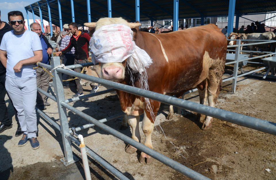 <p>Türkiye'de hayvancılığın önemli merkezlerinden biri olan Kars'ta, Kurban Bayramı öncesinde canlı hayvan pazarlarına getirilen yaklaşık 1 tonluk boğalar otomobil fiyatına alıcı buluyor.</p>
