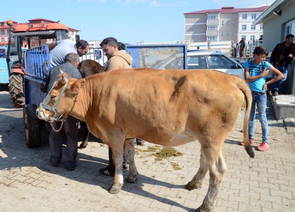 <p>Kent merkezindeki hayvan pazarında ilgi odağı olan 822 kiloluk simental cinsi "Barış" adlı boğayı 14 bin liraya alan Yıldırım Zengin, AA muhabirine, bayram öncesinde pazarlarda yoğunluk yaşandığını söyledi.</p>
<p> </p>