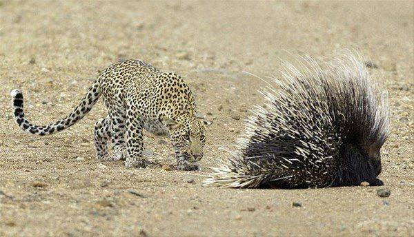 <p>Bu görüntüler Güney Afrika'daki Kruger Ulusal Parkı'nda çekildi. </p>

<p> </p>
