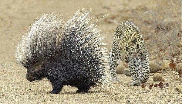 <p>Aç leoparın tutmayan taktiği kameralara işte böyle yansıdı. </p>

<p> </p>
