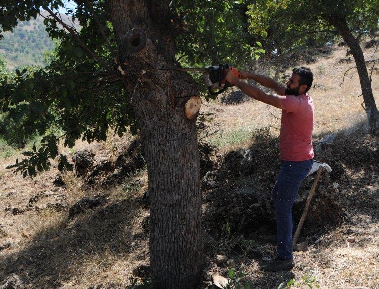 <p>Tunceli'nin en meşhur ağaç balı avcısı olarak bilinen Cemal Halisdemir, her yıl Öreniçi köyü yakınındaki Şişik Ormanları bölgesi ile köyün diğer bölgelerinde 5-6 ağaçta arıların bal yaptığını tespit ettklerini belirterek, balları aldıktan sonra arıların yaşaması için kovanları alarak evde beslediklerini söyledi.</p>

