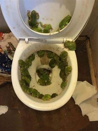 <p>"Taşkın sonrası annemin tuvaletini basan kurbağalar"</p>
