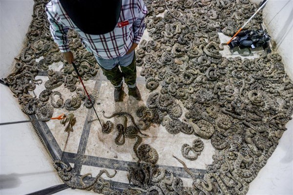 <p>Teksas'ın Sweetwater'ın kenti geleneksel 'çıngıraklı yılan toplama' etkinliğiyle ünlü.</p>
