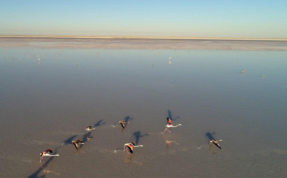 <p>Tuz Gölü'nün güneyinde Aksaray'ın Eskil ilçesinde kuluçkadan çıkan binlerce flamingo yavrusu, bölgeyi adeta "flamingo cenneti"ne dönüştürdü.</p>

<p> </p>
