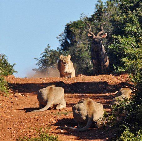 <p>Güney Afrika'da çekilen fotoğraflar, aslanlardan birinin antilobu önüne katıp, diğerlerinin üzerine doğru kovalarken, diğer üç aslanın da üzerlerine gelecek olan avı alt emek için sabırla beklediğini gösteriyor. </p>
