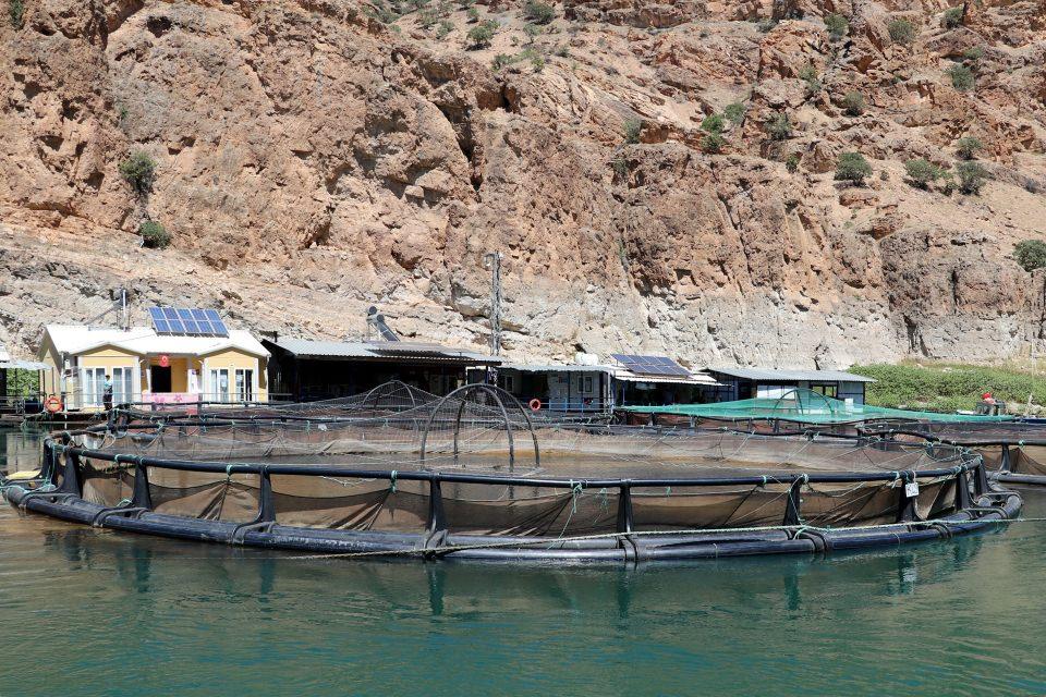 <p>T&uuml;rkiye'de alabalık &uuml;retiminde ilk sırada yer alan il&ccedil;ede, ge&ccedil;en yıl 17 bin 500 ton alabalık, 400 ton somon yetiştirildi.</p>
