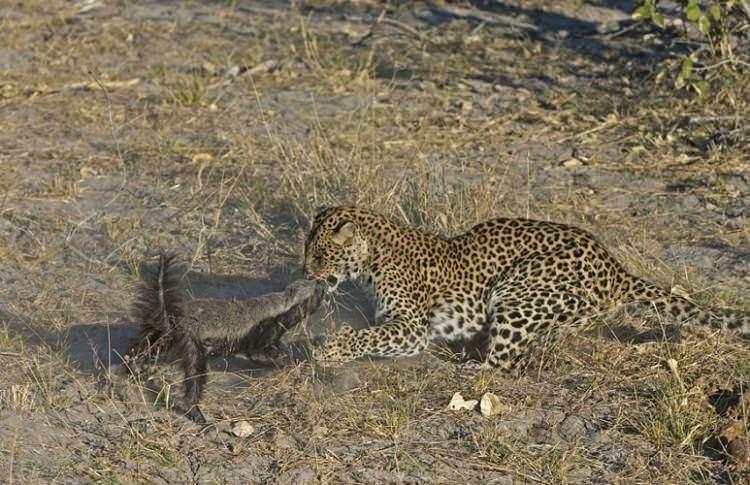 <p>Leopara meydan okumaya kararlı olan porsuk, Hollandalı yaban hayatı fotoğrafçısı Vincent Grafhorst tarafından işte böyle görüntülendi...</p>
