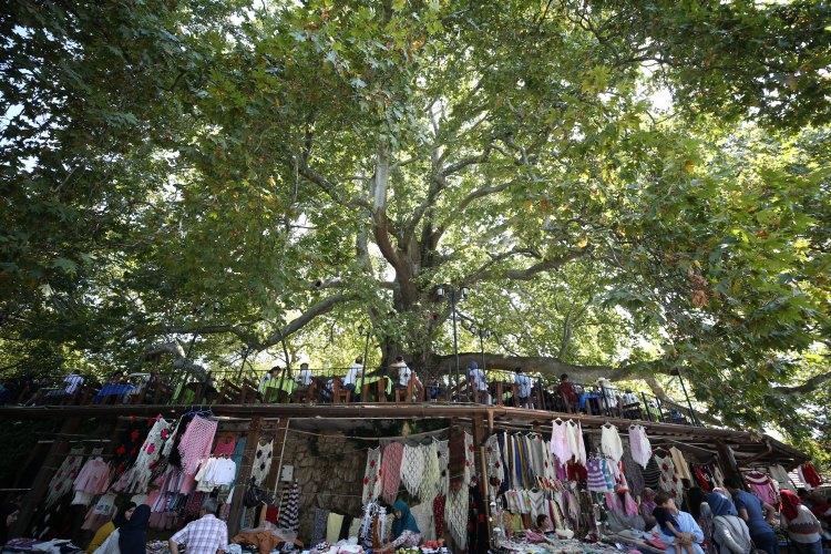 <p>Merakını gidermek için Bursa'ya İnkaya Çınarı'nı görmek için geldiğini belirten Orhan, "Çok güzel bir çınar. Daha önce böyle heybetli bir ağaç görmemiştim." dedi.</p>
