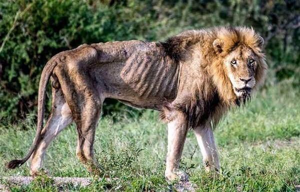 <p>Güney Afrika'daki Kruger Doğal Parkı'nda yaşlı aslanın son saatleri böyle görüntülendi.</p>
<p> </p>