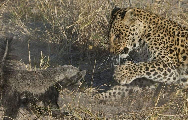 <p>Bir leopar ve bal porsuk karşılaşırsa ne olur?</p>
