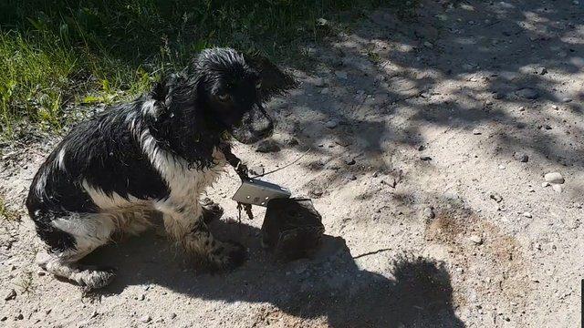 <p>Audra Petraskiene, köpeğin boynundaki ağırlığı nazikçe çıkardıktan sonra zavallıyı eve götürdü. Sosyal medyadan köpeğin fotoğraflarını paylaşarak yardım istedi. </p>

<p> </p>
