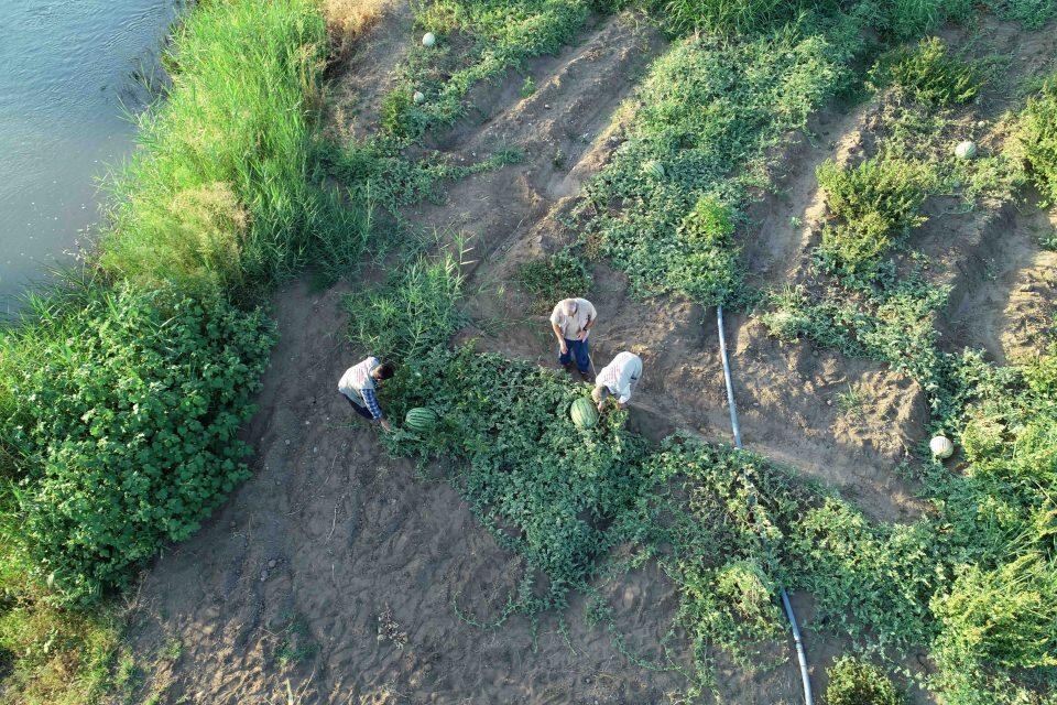 <p>Ge&ccedil;mişte ağırlıkları nedeniyle develerle taşınıp kılı&ccedil;larla kesilen karpuzlar, gelecek ay yapılacak "Karpuz ve K&uuml;lt&uuml;r Festivali" kapsamında d&uuml;zenlenecek para &ouml;d&uuml;ll&uuml; ağırlık yarışması &ouml;ncesinde b&uuml;y&uuml;k bir &ouml;zveriyle yetiştiriliyor.</p>

<p>&nbsp;</p>
