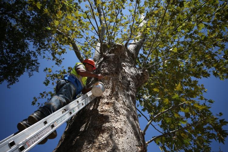 <p>Mahalleyi yılda 1 milyon kişinin ziyaret ettiğini belirten Şahin, "Gölyazı'yı ziyaret eden yerli ve yabancı turistler, 750 yıllık Ağlayan Çınar'ın önünde fotoğraf çektirmeden ayrılmıyor. Dallarının altında gölgelenen ziyaretçiler, çınara yoğun ilgi gösteriyor. Biz de mahalle halkı olarak ağacımızı korumaya özen gösteriyoruz." ifadelerini kullandı.</p>
