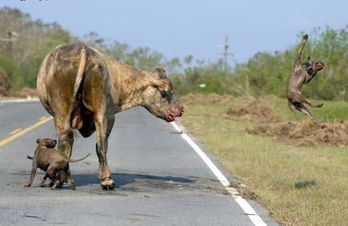 <p>Kafa darbesiyle pitbulun birini etkisiz hale getiren boğa diğer köpeğin kendine arkadan yaklaşmasını bekliyor. Pitbul boğayı tam ısırma anında boğa bu kez tekmesini kullanıyor ve Pitbull bir kuş gibi havalarda süzülüyor...</p>
