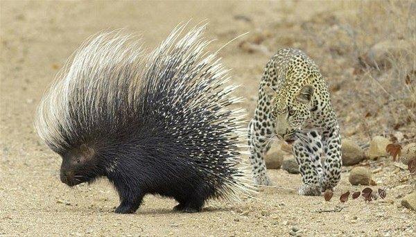 <p>Aç leoparın tutmayan taktiği kameralara işte böyle yansıdı. </p>
