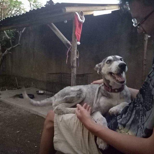 <p>Aradan geçen 10 ay sonunda, ölmek üzere olan köpek sağlığına kavuşmuş ve beyaz tüyleri tekrar çıkmaya başlamıştı.</p>

<p> </p>
