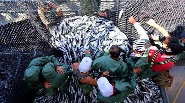 <p>Gıda, Tarım ve Hayvancılık Bakanlığı Balıkçılık ve Su Ürünleri Genel Müdürlüğü de balıkçılar için avlanabilir balık boylarını açıkladı. Gelecekte de denizlerde daha çok ve daha bol balık olması için balık boylarına çok dikkat edilmesi gerektiğini belirten yetkililer, balıkçılar avcılık kurallarına uyarsa, hem balık neslinin deva edeceğini, hem de balık sayısının artacağına dikkat çekti.</p>

<p> </p>
