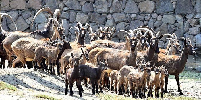 <p><strong>DOĞAL YAŞAM'IN EN SEVİMLİ DOSTLARI</strong></p>
<p>Doğal Yaşam Parkı’nın en sevimli dostlarından olan lemurlar ise beslenme saati geldiğinde parkın neşe kaynağı oluyor. Lemurların bakıcısı Erol Bektaş (46) 8 yıldır bu hayvanlara bakıyor. Lemuları beslemeye gittiği zaman onların hemen kapıya koştuğunu söyleyen Bektaş, "Beni gördüklerinde seviniyorlar, değişik değişik davranışlar sergiliyorlar. Hepsi çocuk gibi, çok severek bakıyorum" dedi.</p>