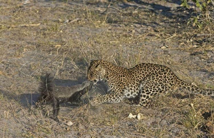 <p>Onu öğle yemeğinde yiyemeyeceğini anlayan leopar geri çekildi ve yenilgiyi kabul etti...</p>
