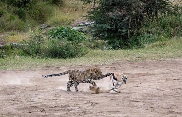 <p>Aç leopar ceylanı tam 2 dakika içinde yakalayıp öldürdü. O anlar kameraya işte böyle yansıdı. </p>