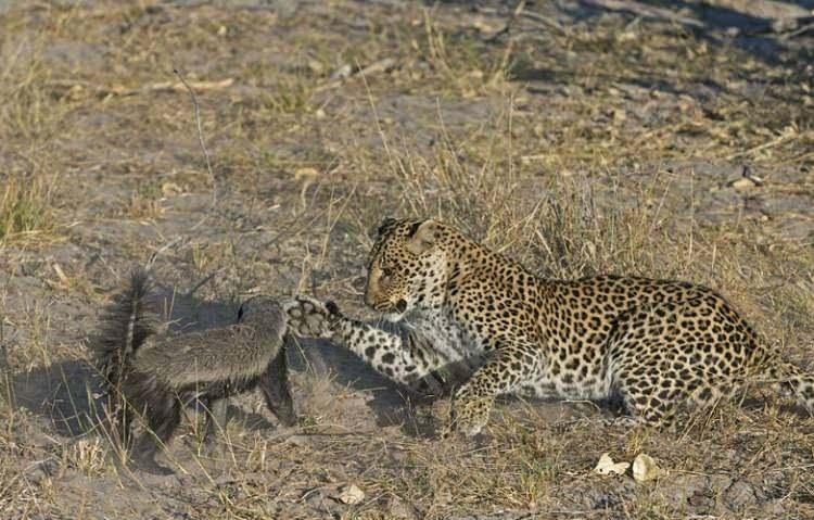 <p>Afrika'da çekilen bu karelerde öğle yemeği için gözüne bir bal porsuk kestiren leopar mücadelenin daha ilk aşamalarında bunun hiç kolay bir av olmayacağını anladı...</p>
