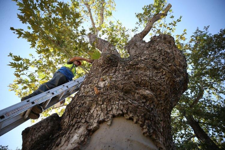 <p>Geçen yıl yaklaşık 3 milyon kişinin ziyaret ettiği kentte, 700 yıldır "ticaretin kalbi" olarak nitelendirilen 450 dönümlük Hanlar Bölgesi'ndeki çok sayıda asırlık çınar yer alırken Kovukçınar, Eskicibaba Çınarı, Dua Çınarı, Altıparmak Çınarı, Yaycılar Pınarı Çınarı ile Müşkire Çınarı da yoğun ilgi görüyor.</p>
