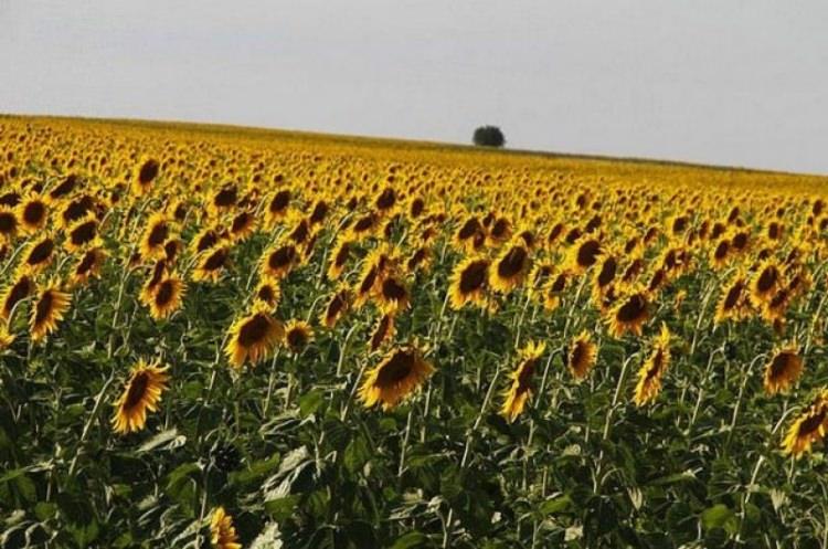 <p>TEKİRDAĞ: Adını, kıyı boyunca uzanan Tekirdağlarından almıştı.</p>