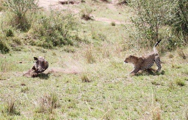 <p>130 kiloluk leoparın akşam yemeğini yakaladığı o anlar 29 yaşındaki kamop görevlisi Peter Thompson tarafından Kenya'da çekildi. </p>
