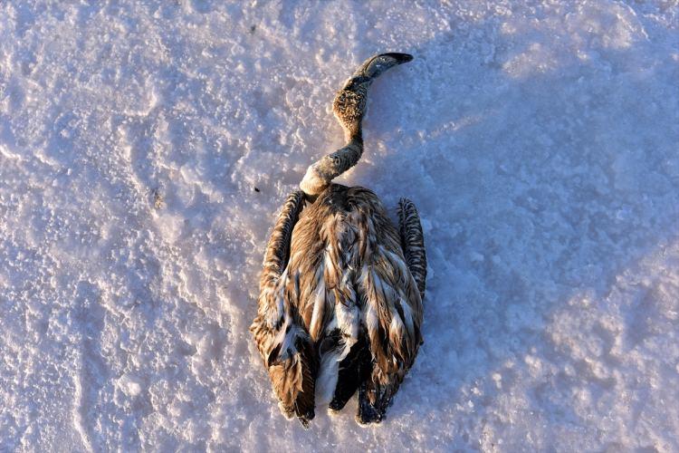<p>Dünyadaki en önemli kuluçka sahalarından biri olan Tuz Gölü'nde besin bulmakta zorlanan yavru flamingolar yaşama erken veda ediyor. </p>