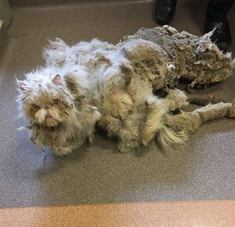 <p>Bakımsızlıktan tüyleri uzayarak rastalaşan ve iki kilo ağırlığa ulaşan Sinbad, hayvan barınağı tarafından koruma altına alınarak vetener kliniğinde tıraş edildi. </p>
<p> </p>