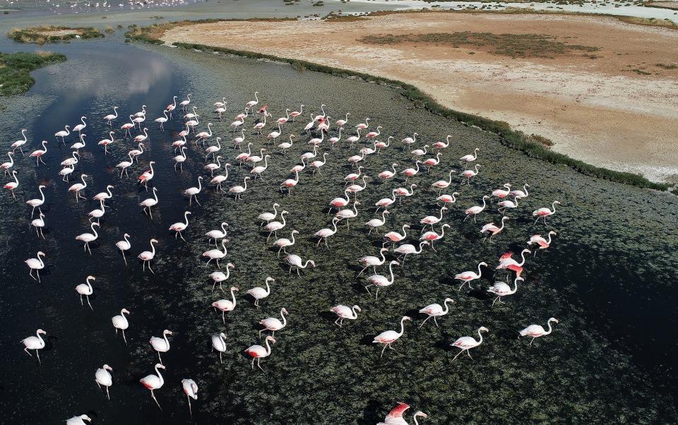 <p> Özellikle Aksaray ili Eskil ilçesi sınırları içinde binlerce flamingo kuluçkaya yatıyor. Ayrıca, Tuz Gölü Özel Doğa Koruma Alanı içinde baykuş kolonisi bulunuyor. Göl, göçmen kuşlar için bir konaklama noktası." </p>