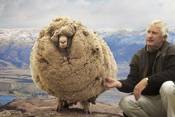 <p>“Shaun” adı verilen koyun, iki çiftçi tarafından Tazmanya otlaklarında başıboş gezerken bulunmuştu...</p>
<p> </p>