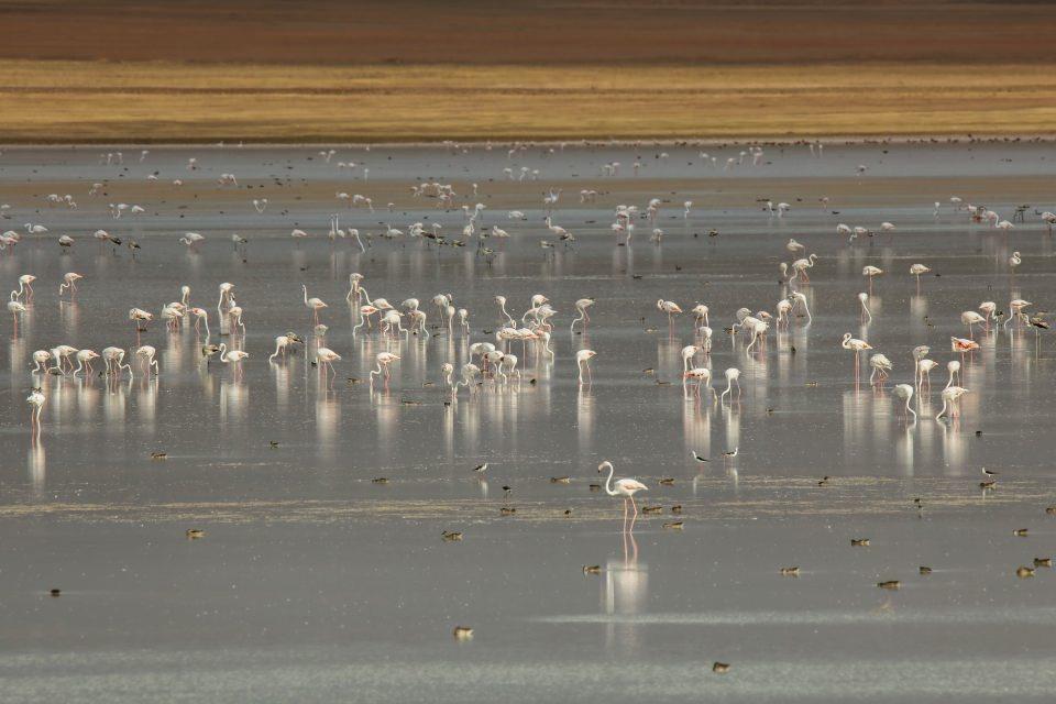<p>Türkiye'nin sulak alanlarının 3'te 1'ini oluşturan havza, başta flamingo olmak üzere kuğu, dikkuyruk, uzun bacak, kılıçgaga, balıkçıl, halkalı cılıbıt ve sakar meke gibi narin türlere ev sahipliği yapıyor.</p>
<p> </p>