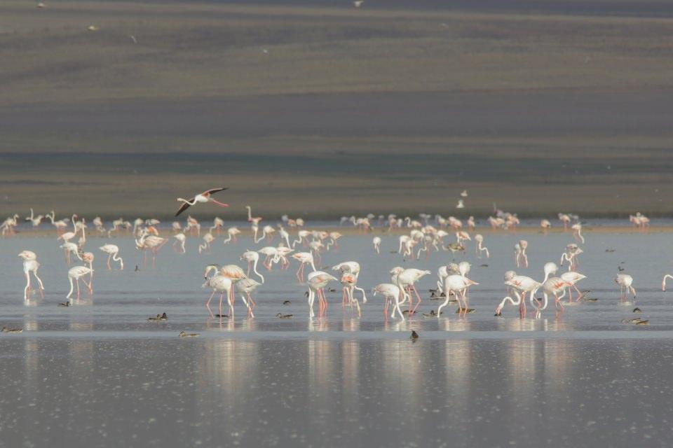 <p><strong>"Binlerce flamingoyu bir arada görmek mümkün"</strong></p>
<p>Van Yüzüncü Yıl Üniversitesi (YYÜ) Yaban Hayvanları Koruma ve Rehabilitasyon Merkezi Müdürü Prof. Dr. Lokman Aslan, AA muhabirine, havza genelinde su seviyesinin yükselmesinin yaban hayvanları üzerindeki etkisini incelediklerini anlattı.</p>