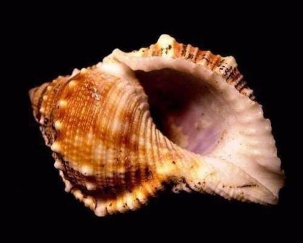 <p>Deniz kabuğundan ses falan gelmez, duyduğunuz şeyin kulağınızdaki damarlarda gezinen kanın sesidir.</p>

<p> </p>
