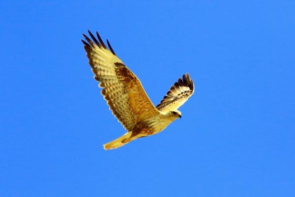 <p><strong>YAVRULARI İÇİN KORUMA DAVRANIŞLARI</strong></p>
<p>Kızıl şahin yuvasına konulan foto kapanlar ile bu kuşların beslenme alışkanlıklarına dair görüntüler elde ettiklerine vurgu yapan Erişmiş, şunları söyledi:</p>