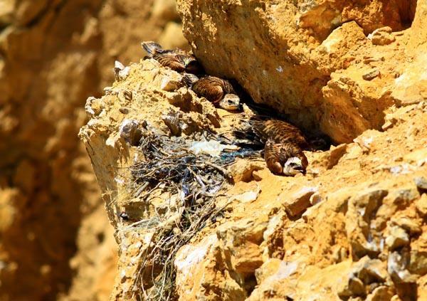 <p><strong>"YER SİNCABIYLA BESLENİYORLAR"</strong></p>

<p>Kuş gözlemcisi ve doğa fotoğrafçısı Arif Birsen ise kızıl şahinlerin  yuva yapmak için ovaya hakim bölgede olan eski taş ocağını seçtiklerini aktardı.  Kızıl şahinlerin yuva yapmak için genellikle taşlık, kayalık ve sarp yerleri  tercih ettiğini dile getiren Birsen, şunları kaydetti:</p>
