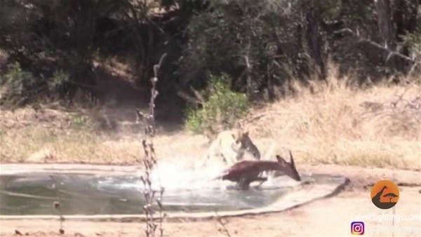 <p>İmpala sürüsü su içerken bir leoparın saldırısına uğruyor. </p>

<p> </p>

