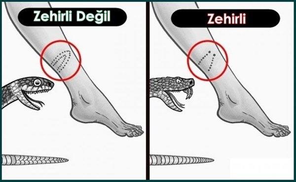 <p>2 diş izi gördüyseniz, bilin ki yılan zehirlidir ama sıralı dişler yılanın zehirli olmadığını gösterir. </p>

<p> </p>
