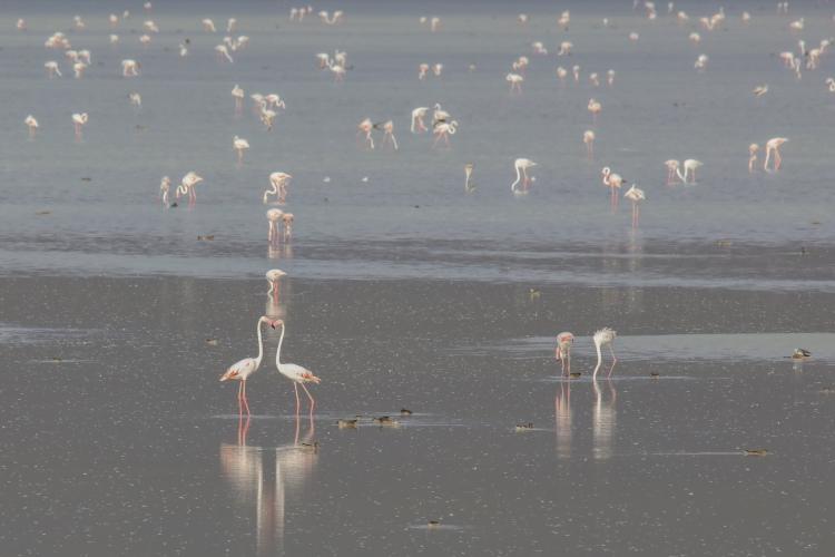<p>Yüzlerce kuş türünün barındığı Van Gölü'ndeki birbirinden farklı türler gelen turistlere görsel şölen sundu. İşte Van Gölü'nden büyüleci görüntüler...</p>
