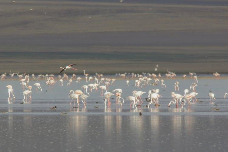<p>Van Gölü'nde yükselen su seviyesi birçok kuş türünün buraya gelmesine vesile oldu.</p>
