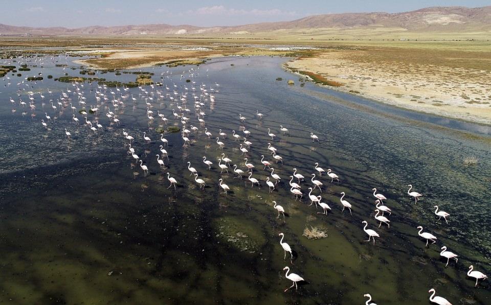 <p><strong>Bozkırın ortasında bir "kuş cenneti"</strong></p>

<p>Aksaray Kültür ve Turizm Müdürü Mustafa Doğan, AA muhabirine yaptığı açıklamada, Tuz Gölü'nün ülkenin en önemli doğal güzelliklerinden biri olduğunu söyledi. </p>
