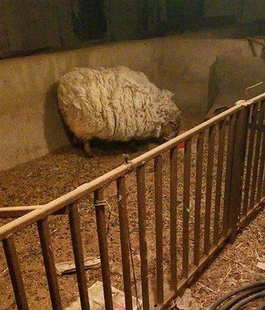 <p>Onu zorlayan yünleri de kırpıldıktan sonra Teddy daha mutlu ve sağlıklı bir koyun haline geldi.</p>
<p> </p>