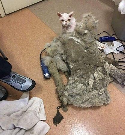 <p>ABD’nin Chicago eyaletinde, yaşlı sahibi tarafından senelerdir ilgi görmeyen dokuz yaşındaki İran cinsi kedinin sosyal medyada paylaşılan fotoğrafları hayvanseverlerin yüreğini parçaladı. </p>
<p> </p>