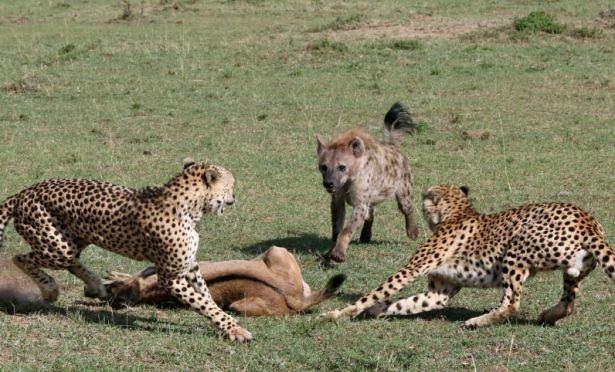 <p>Tam herşey bitti derken... Zimbabve'de bulunan safari rehberi Garth Thompson vahşi doğanın acımasız kurallarını gözler önüne serdi.</p>
<p> </p>