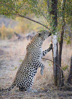 <p>Güney Afrika'da aç bir leopar, ağaca asılı olan ölü pitonu, dakikalar içinde midesine indirdi...</p>

<p> </p>
